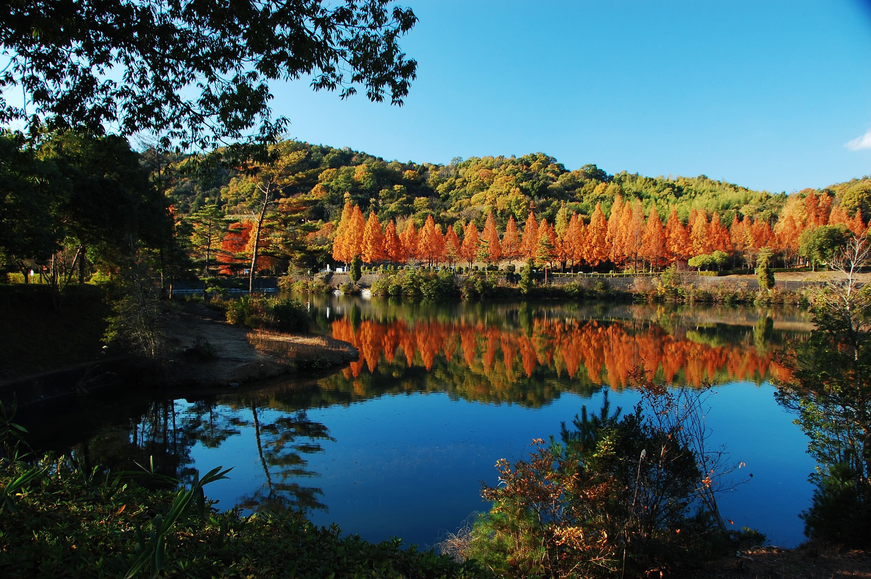 🏞️ 카가미야마 공원 (카가미야마 코엔) 이미지 7